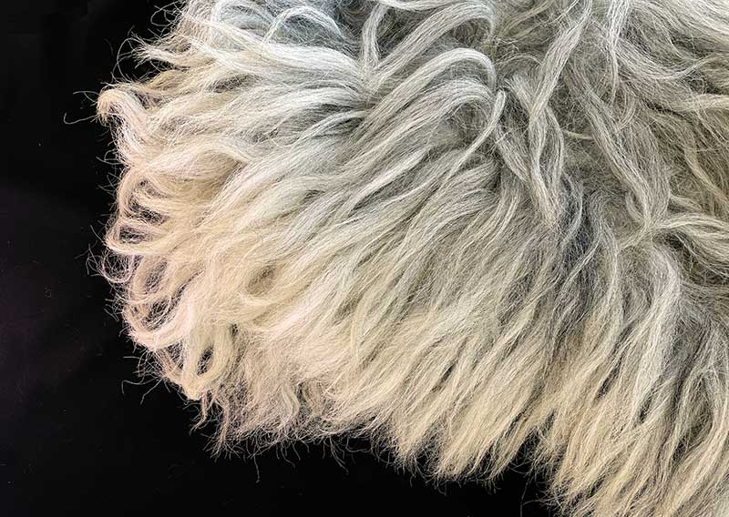 Heidschnucken sind wunderhübsche graue Schafe mit langen Haaren. Ihre Wolle besteht aus einer Unterwolle (Wollfaser) und dem langen Deckhaar, welche weniger gute Filzeigenschaften haben. Das heisst, das fertig gefilzte Fell bleibt immer leicht haarend. Es ist nicht so, dass man es dem Fell ansieht oder dass es gar irgendwann keine Haare mehr hätte. Optisch bleibt es so hübsch, doch muss man sich mit dem Fellchen und dessen Eigenschaften arrangieren. 
